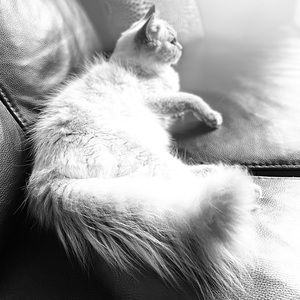 Meet your Posher, Susie